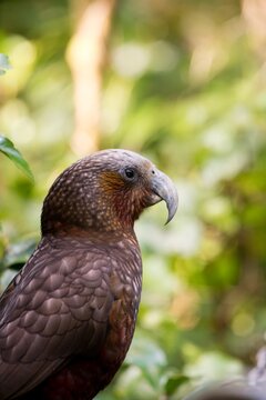 Kākā Parrot Perched on a Branch - A Stunning View of New Zealand's Native Wildlife