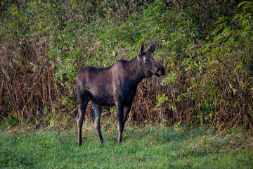 Moose in the woods