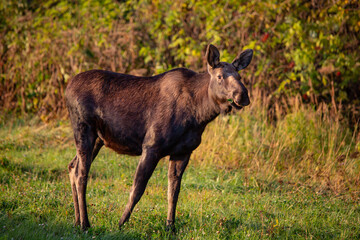 Moose in the woods