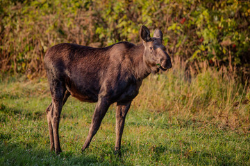 Moose in the woods