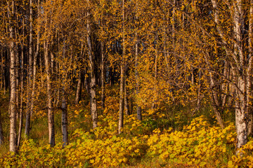 Fototapeta premium autumn leaves of birch trees