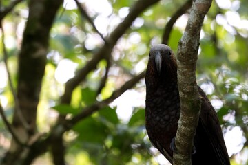 Kākā Parrot Perched on a Branch - A Stunning View of New Zealand's Native Wildlife