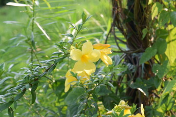 Allamanda cathartica flowers on a bush in a garden, also known as golden trumpet or yellow bell, are poisonous plants.