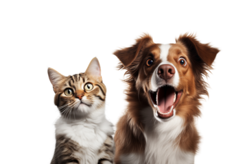 cat and dog duo with surprised expressive faces, friendship and fun concept on transparent background PNG cutout