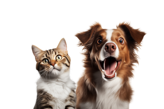 cat and dog duo with surprised expressive faces, friendship and fun concept on transparent background PNG cutout
