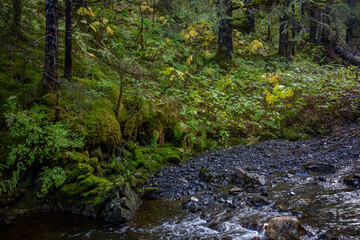 Alaskan forest in autumn