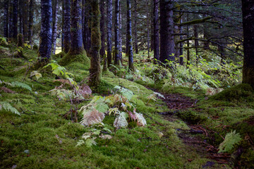 Alaskan forest in autumn