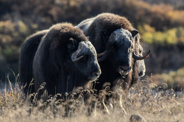 Fototapeta premium Musk ox in Alaska