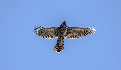 Northern Goshawk