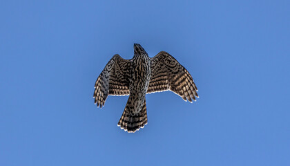 Northern Goshawk