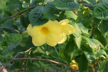 Obraz premium Allamanda cathartica flowers on a bush in a garden, also known as golden trumpet or yellow bell, are poisonous plants.