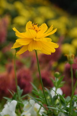 Yellow Cosmos flowers (Cosmos sulphureus) in full bloom, set against a vibrant field, close-up shot.