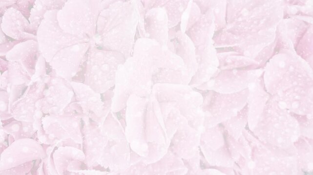 四葉 花びら パーティクルBG206_ 03