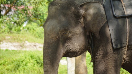 Fototapeta premium Close up Photo of Sumatran Elephant at the Zoo