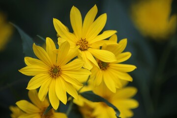 yellow flower in the garden