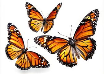 Vibrant Monarch Butterflies in Stunning Poses on Transparent Background - Ideal for Nature and Wildlife Projects, Educational Materials, and Graphic Design Applications