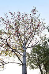 Red Cotton Tree flowers (Bombax ceiba), also known as the cotton tree, are part of the Bombax genus and are known for their vibrant blooms.