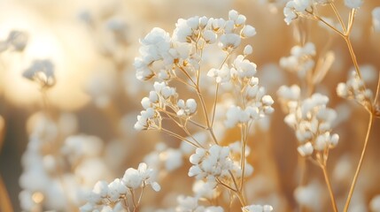 Dry gypsophila white flowers macro close-up