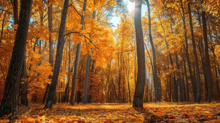 Fototapeta premium The forest showcases stunning golden leaves and tall trees, illuminated by gentle sunlight during the beautiful autumn season. Generative AI