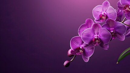 Naklejka premium Purple orchid blossoms on a purple background, showcasing a close-up of the delicate petals.