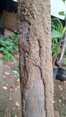 Fototapeta premium Weathered Bamboo Wood Infested with Termite Nests, Detailed Texture, Natural Decay, Isolated on White Background, Ideal for Nature and Environmental Design