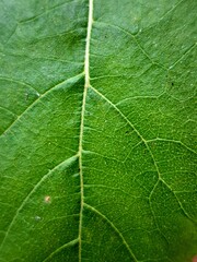Macro closeup view of green leaf surface texture with high resolution details, showcasing natural beauty, for nature designs, botanical studies, environmental projects, and as a background or texture