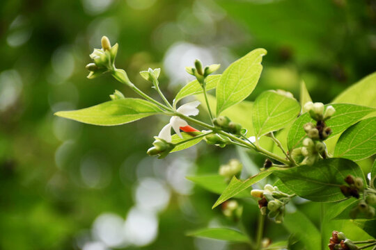 Nyctanthes arbor-tristis, commonly known as night-flowering jasmine or parijat flower, features white flowers with orange stems, native to South Asia and Southeast Asia.