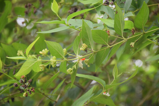 Nyctanthes arbor-tristis, commonly known as night-flowering jasmine or parijat flower, features white flowers with orange stems, native to South Asia and Southeast Asia.