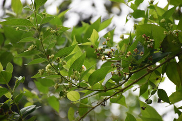 Nyctanthes arbor-tristis, commonly known as night-flowering jasmine or parijat flower, features white flowers with orange stems, native to South Asia and Southeast Asia.