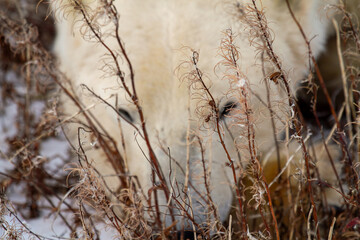 Polar Bear Hidden Among Winter Drying Weeds & Snow