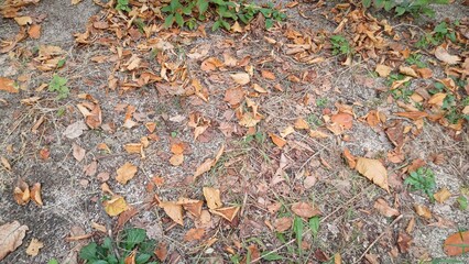 nature