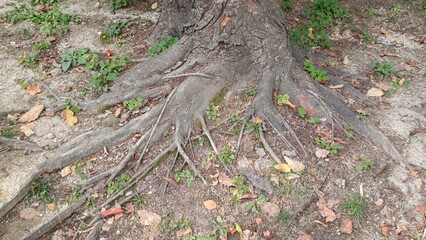 Fototapeta premium tree