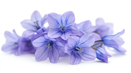 Obraz premium Delicate blue flowers blooming on white background