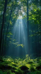 Obraz premium Sunbeams lighting lush green forest floor