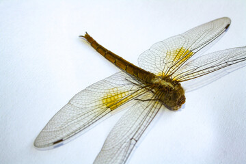 Dead dragonfly on white background
