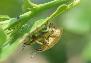 Green weevil breeds on lime trees, leaf-eating insect pests (Hypomeces squamosus Fabricius),...