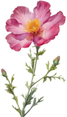 Fototapeta premium Sun Rose flowers display vibrant deep pink.