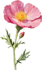 Fototapeta premium Sun Rose flowers display vibrant deep pink.