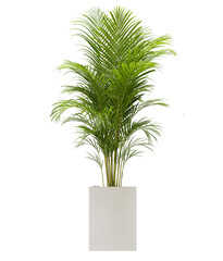 Small green leaves plant, tree in concrete pot isolated on transparent background.