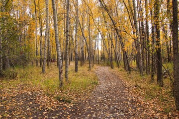 Fototapeta premium Fall Leaves Walking the Trail Along the Bitterroot River in Hamilton Montana.