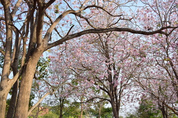The season of Tabebuia rosea, also called the rosy trumpet tree or pink trumpet tree, is in bloom.