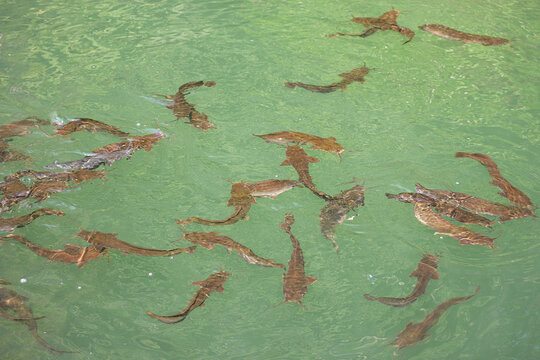 Group of Catfish in the large freshwater lake in Dayang Bunting Marble Geoforest Park in Langkawi, Malaysia.