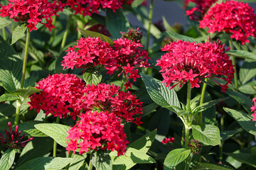 Red Pentas Lanceolata also known as egyptian starcluster in the garden.