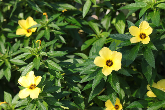 Beautiful yellow sage rose flower. Close up of Turnera ulmifolia flower or what is often called the Eight O'Clock flower is blooming in the garden. 
