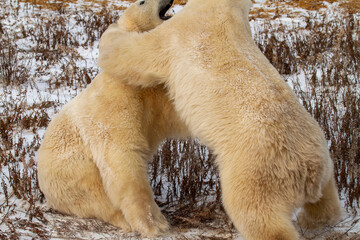 Two Playful Polar Bears in Playful Wrestling