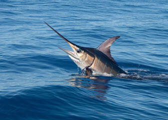Naklejka premium The Indo-Pacific sailfish Istiophorus Platypterus is a sailfish native to the Indian and Pacific Oceans.