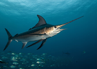 Fototapeta premium The Indo-Pacific sailfish Istiophorus Platypterus is a sailfish native to the Indian and Pacific Oceans.