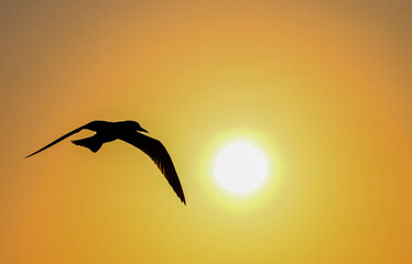 A seagull flying into the sunset 