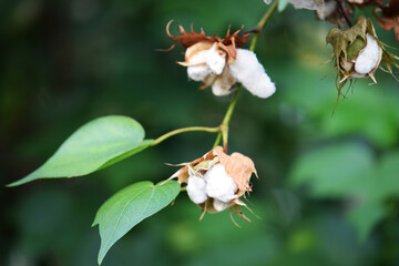 Branch of the cotton tree, Gossypium arboreum, with green leaves and white, fluffy buds.