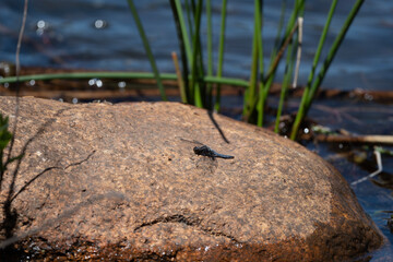 Insects of the Wichita Mountains